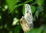 Common Potoo (juvenile) - AWNC