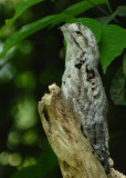 Common Potoo (juvenile) - AWNC