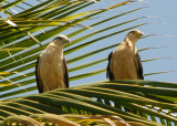 Yellow-headed Caracara (pair) - Manzanilla Road