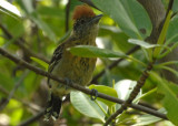 Black-crested Antshrike (female) - Manzanilla Road