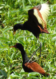 Wattled Jacanas - Nariva Swamp