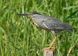 Striated Heron - Nariva Swamp
