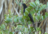 Moriche Oriole - Waller Field