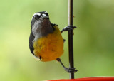 Bananaquit - AWNC