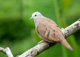 Ruddy Ground-Dove - AWNC