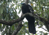 Trinidad Piping-Guan - Blanchisseuse Road (Transmission Hill)