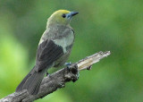 Palm Tanager - AWNC