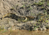 Speckled Caiman - Nariva Swamp