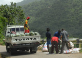 Christophene harvest - Blanchisseuse Road