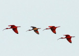 Scarlet Ibises - Caroni Swamp