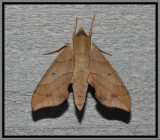 Virginia Creeper Sphinx Moth (Darapsa myron)