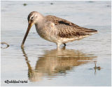 Long-billed Dowitcher-Juvenile