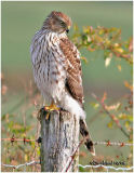 Coopers Hawk-Juvenile