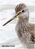 Greater Yellowlegs