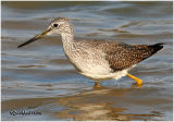 Greater Yellowlegs