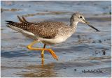 Greater Yellowlegs
