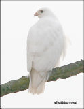 Red-tailed Hawk-November 2006