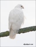 Red-tailed Hawk-November 2006