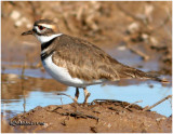 Killdeer