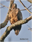 Bald Eagle-Juvenile