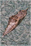 Cabbage White Pupa