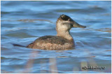 Ruddy Duck - Female