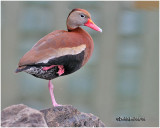 Black-bellied Whistling Duck