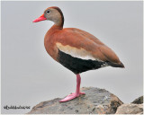 Black-bellied Whistling Duck