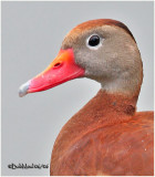 Black-bellied Whistling Duck