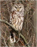 Barred Owl - Probable Male