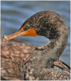 Double Crested Cormorant