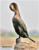 Double Crested Cormorant