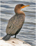 Double Crested Cormorant