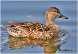 Blue-winged Teal -Female