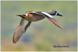 Blue-winged Teal - Male
