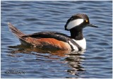 Hooded Merganser - Male