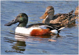 Northern Shoveler - Pair