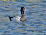 Lesser Scaup