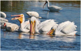 American White Pelicans