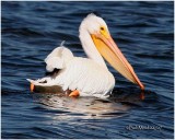 American White Pelicans