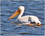 American White Pelicans