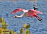 Roseate Spoonbill-Adult