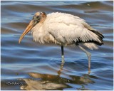 Wood Stork-Juvenile