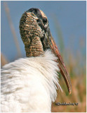 Wood Stork