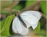 GREAT SOUTHERN WHITE