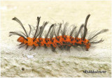 <h5><big>Oleander Moth Caterpillar <BR></big><em>Syntomeida epilais #8284</h5></em>