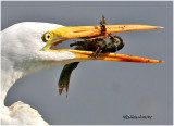 Great Egret