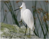 Snowy Egret
