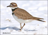 KILLDEER