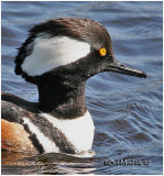 Hooded Merganser - Male